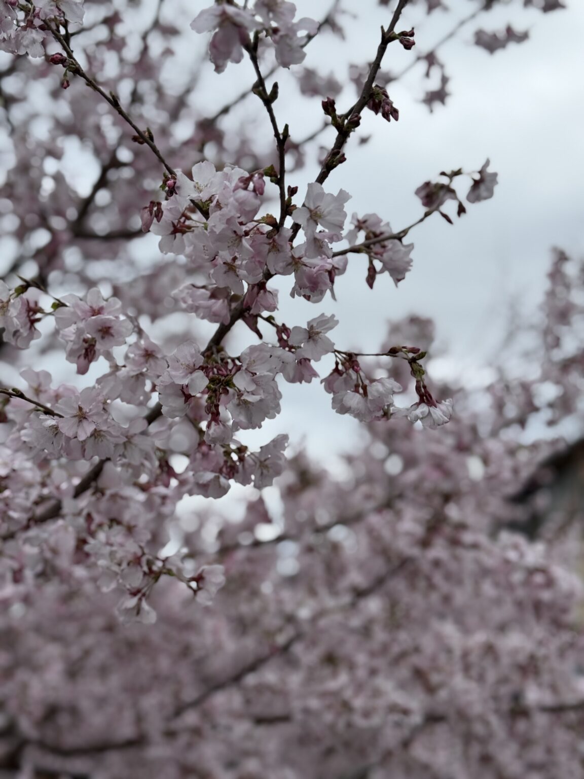 みくブログ しゅ - 川崎のセクキャバTHIRD 公式 ｜厳選美女と贅沢な時間を
