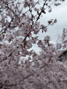 みくブログ しゅ